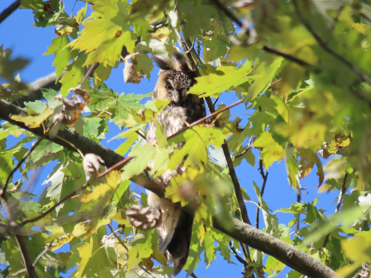 Long-eared Owl - ML645786763