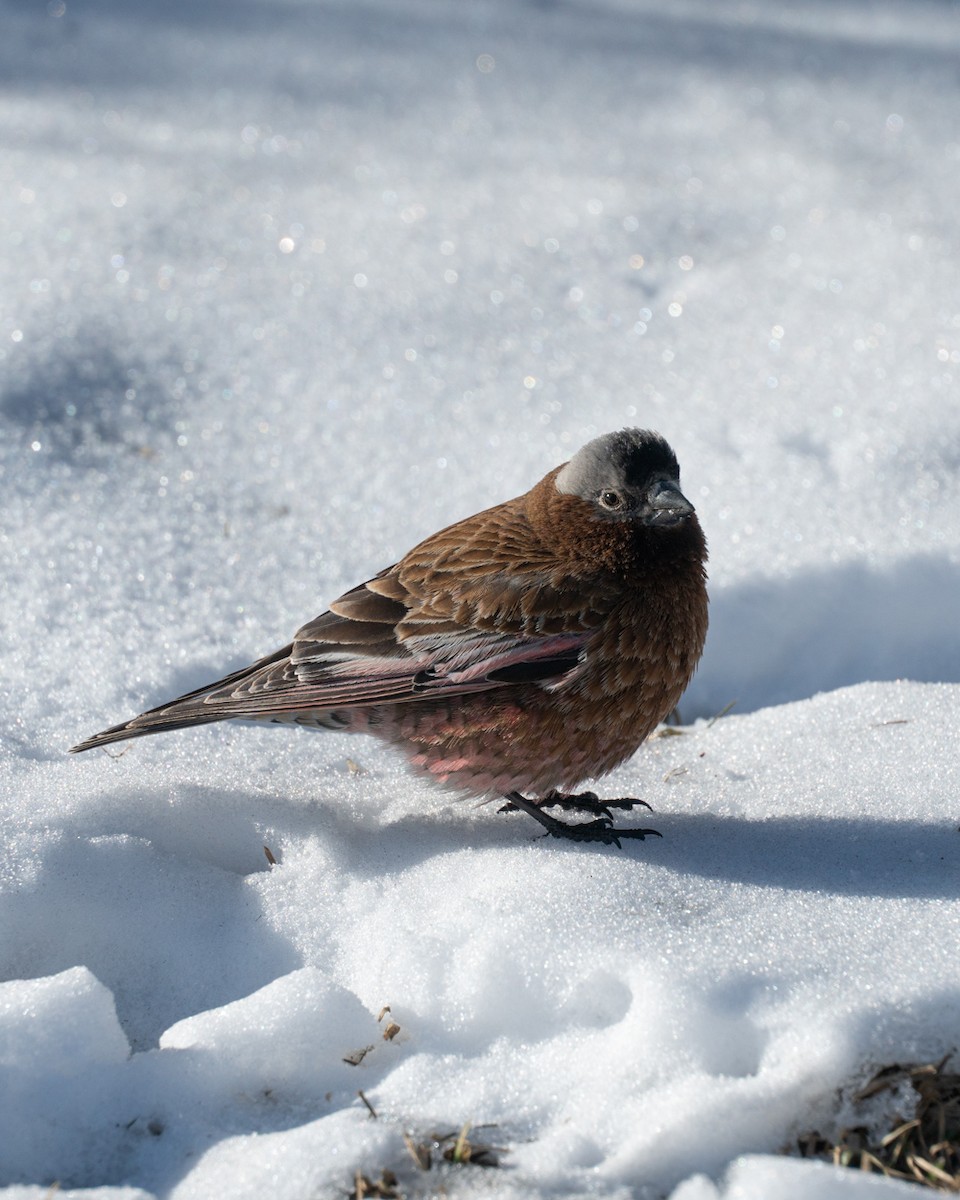 Gray-crowned Rosy-Finch - ML645786764