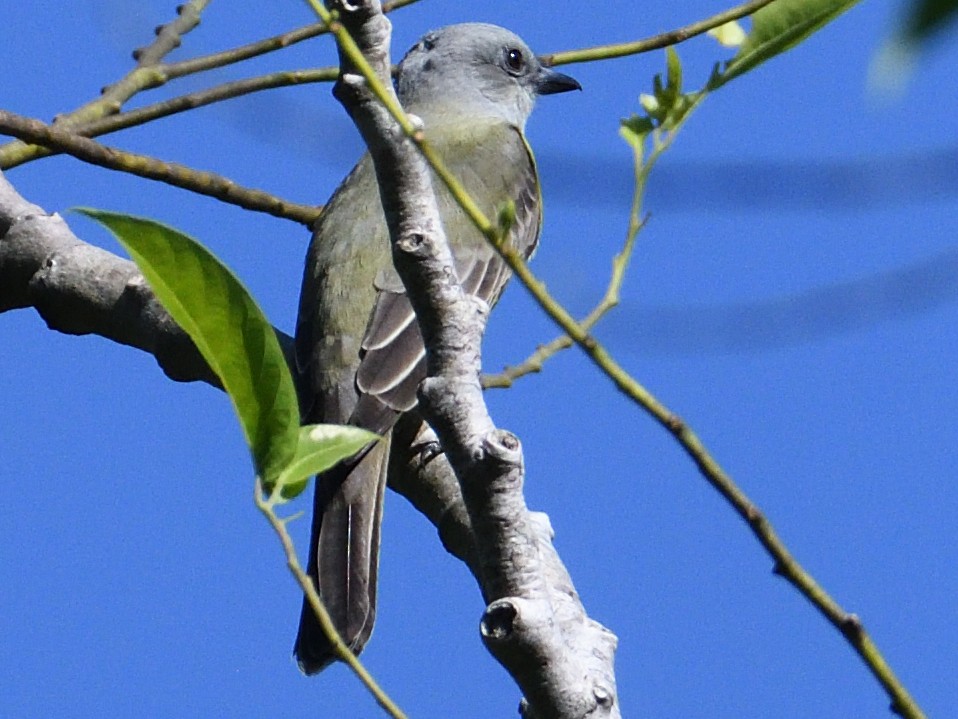 Couch's Kingbird - ML645786765