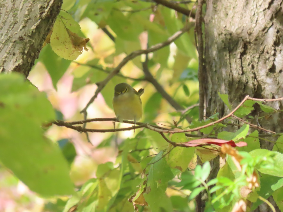 White-eyed Vireo - ML645786778