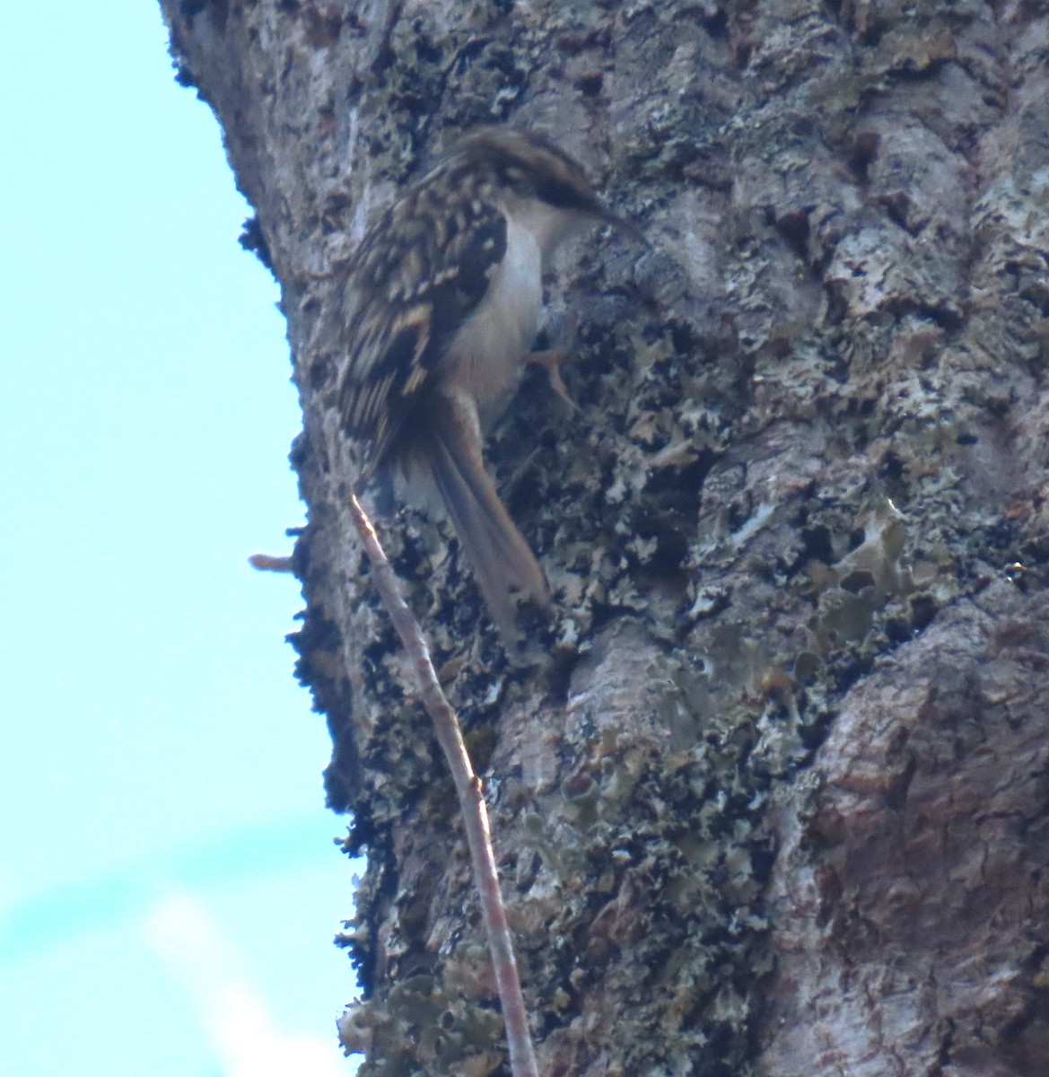 Brown Creeper - ML645786780