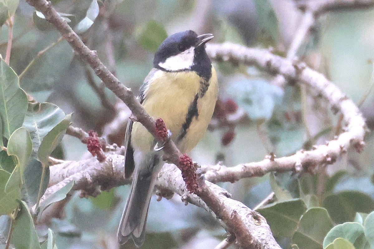 Great Tit - ML645786800