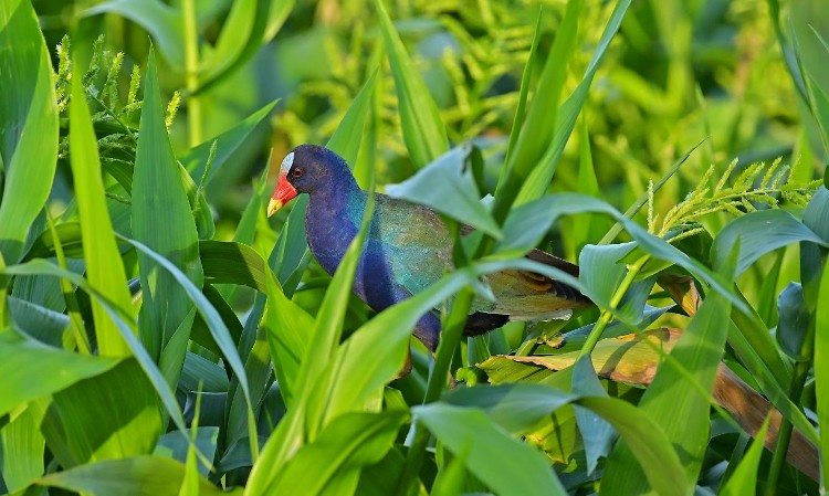 Малая султанка - ML645786801