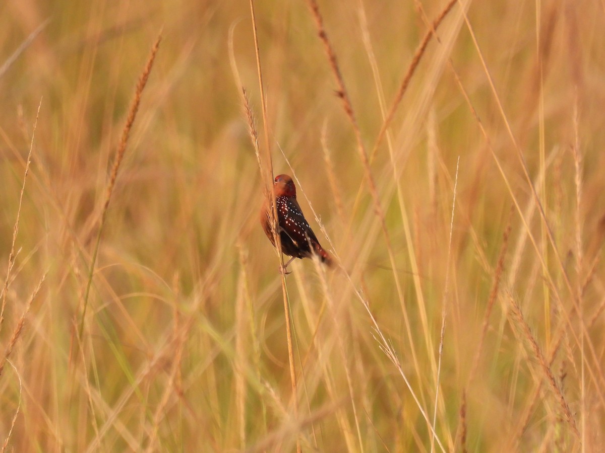 Bengalí Rojo - ML645786804
