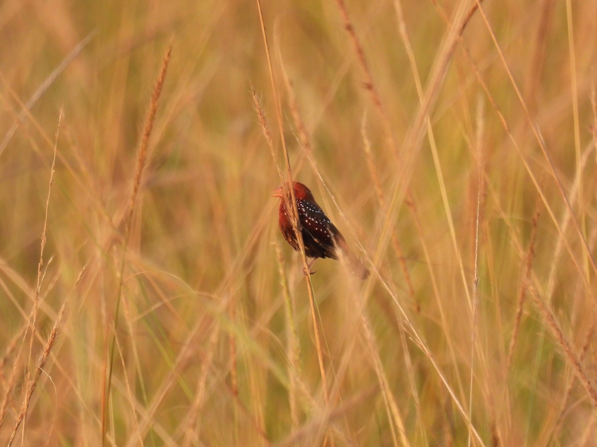 Bengalí Rojo - ML645786805