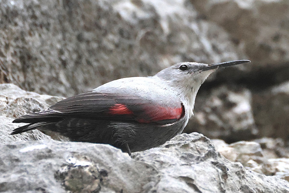 Wallcreeper - ML645786808