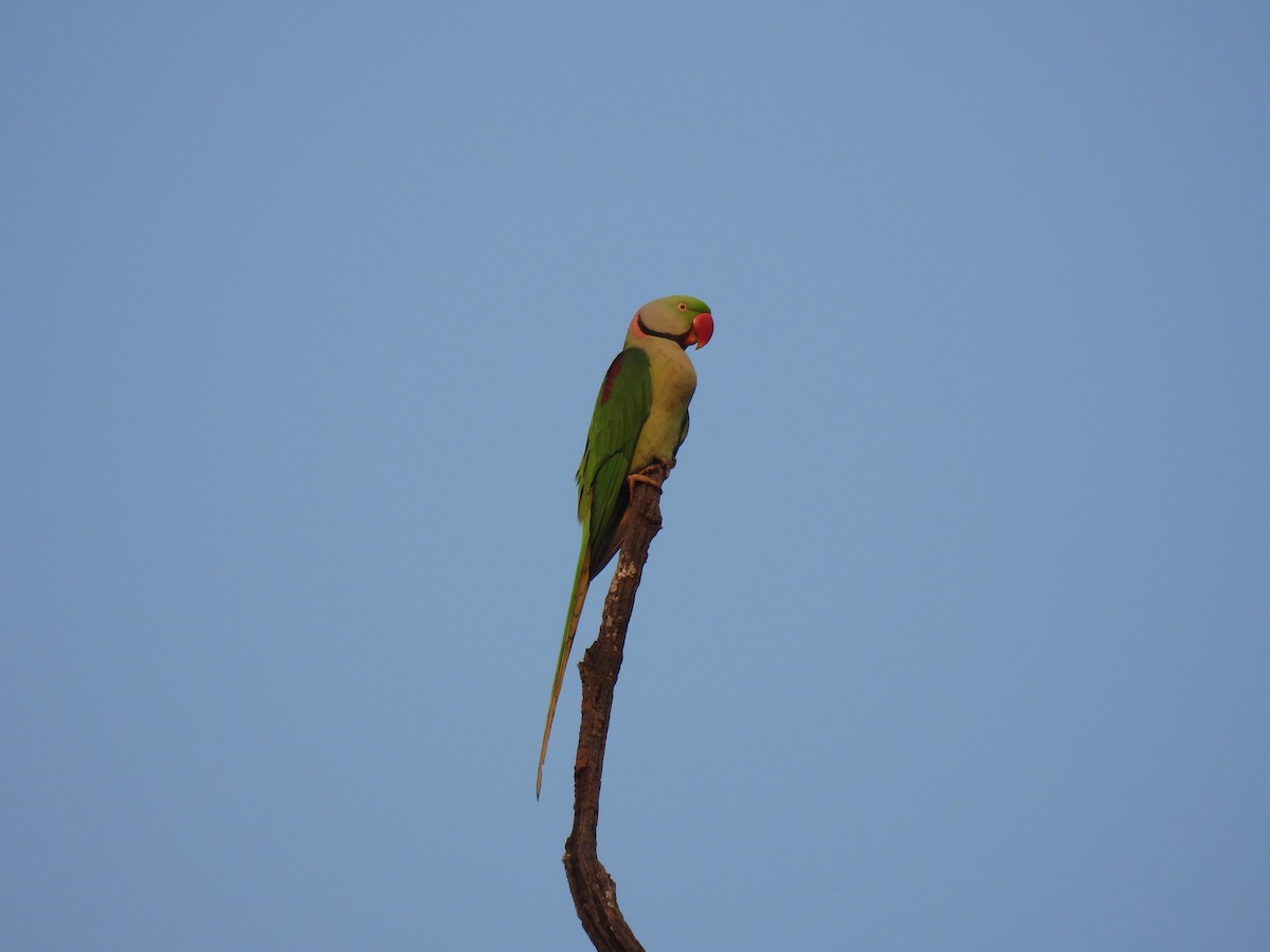 Cotorra Alejandrina - ML645786809