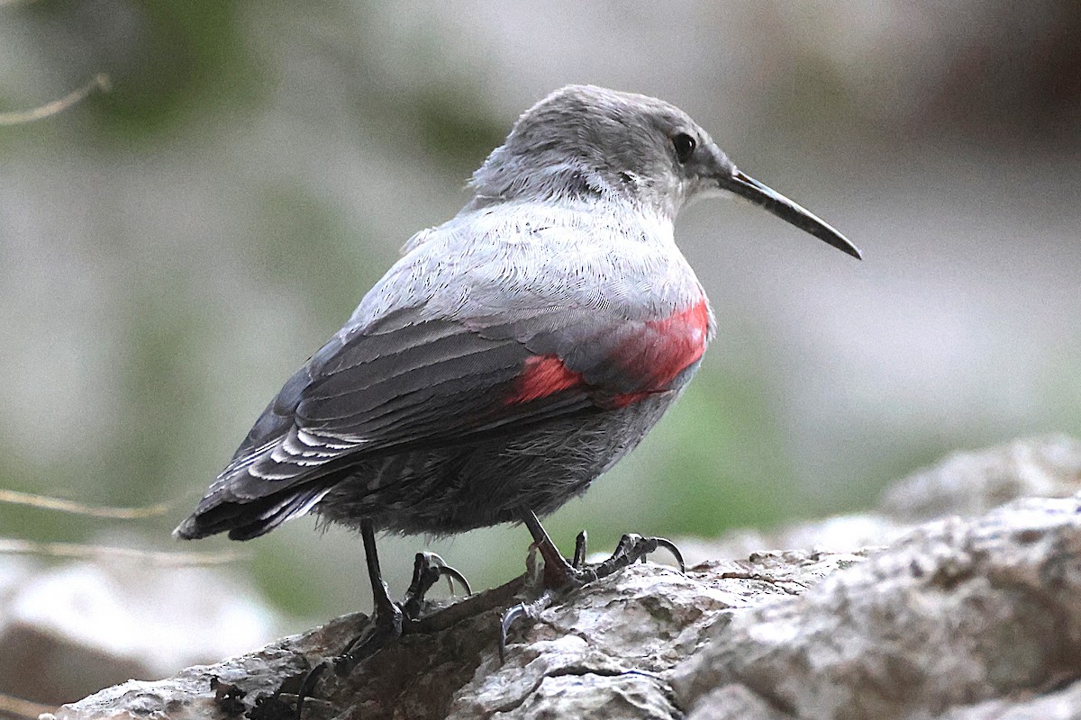 Wallcreeper - ML645786815