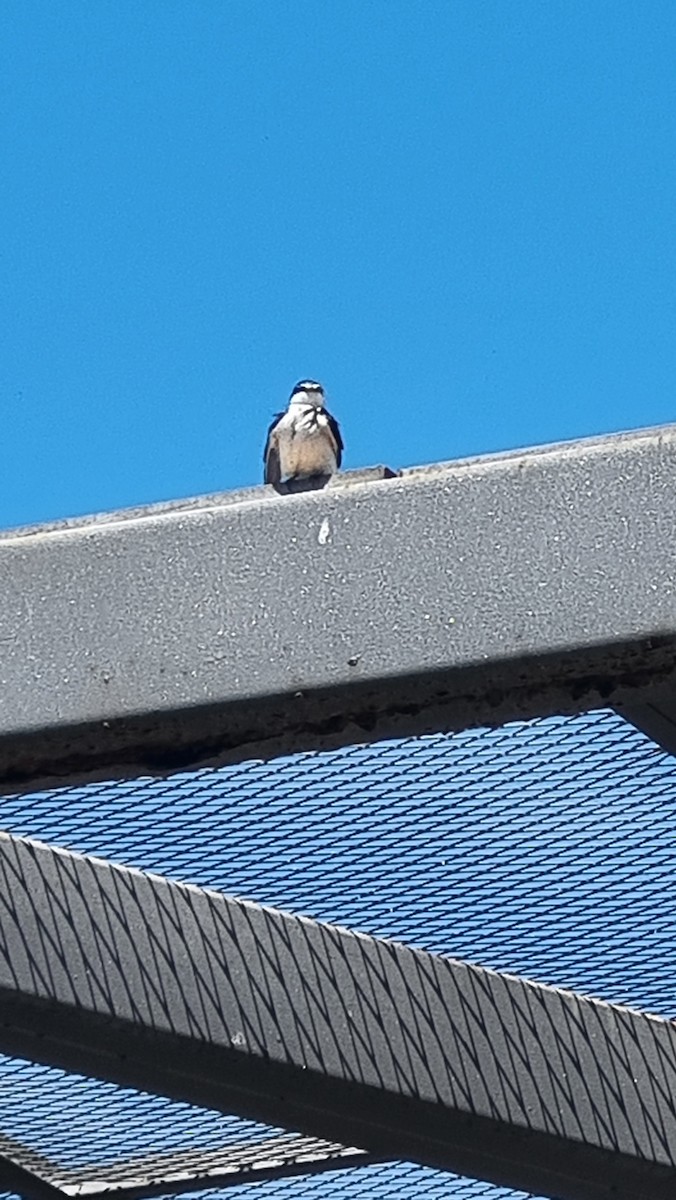 Белопоясничная ласточка - ML645786817