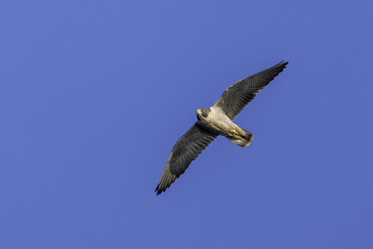 Peregrine Falcon - ML645786818