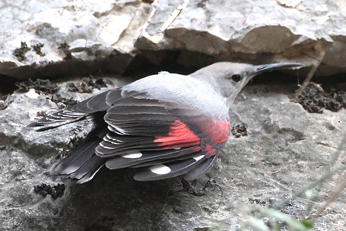Wallcreeper - ML645786822