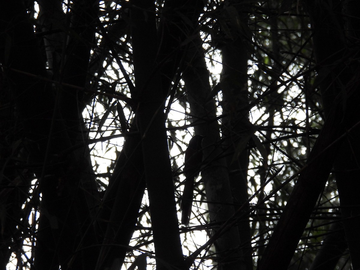 Shama Malabar - ML645786827