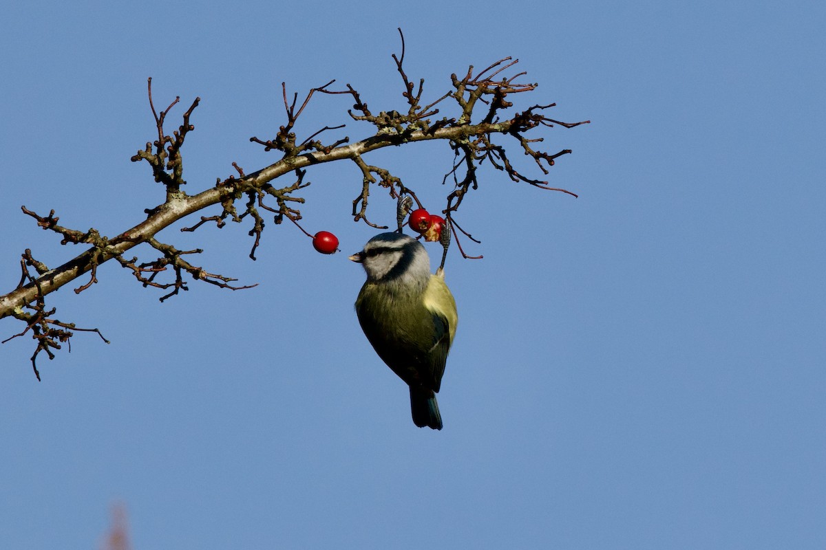 Eurasian Blue Tit - ML645786830