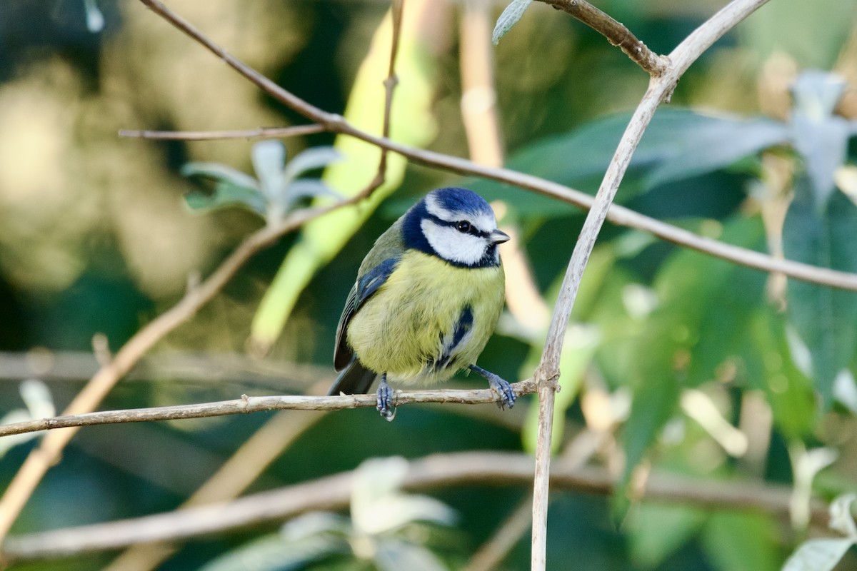 Eurasian Blue Tit - ML645786831