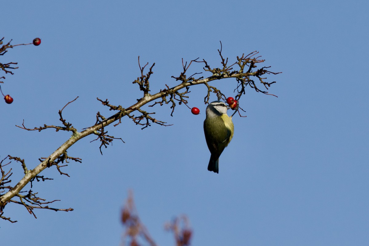Eurasian Blue Tit - ML645786832