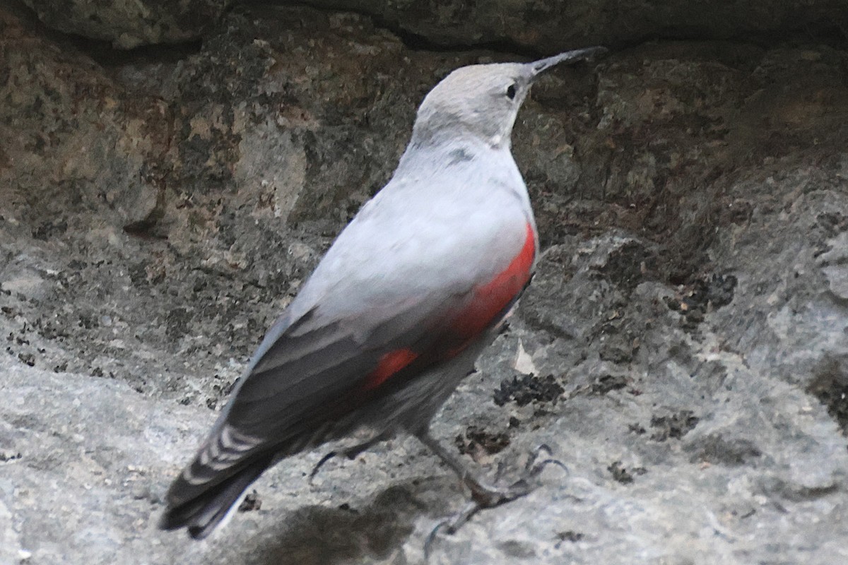 Wallcreeper - ML645786835