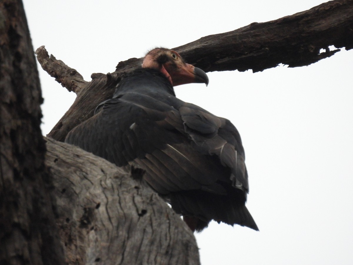 Buitre Cabecirrojo - ML645786841