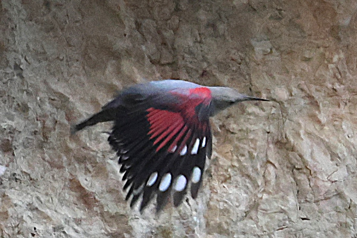 Wallcreeper - ML645786844