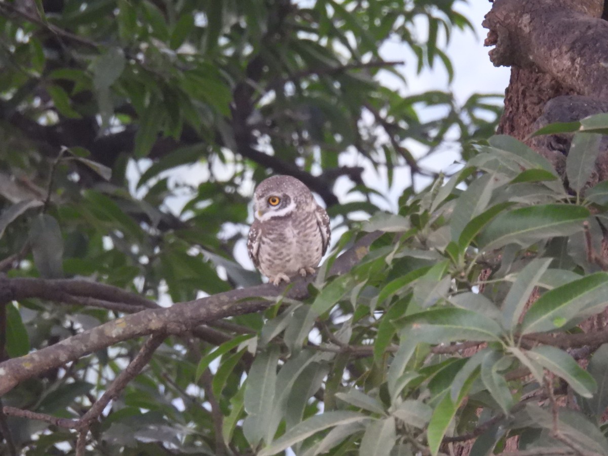 Mochuelo Brahmán - ML645786846