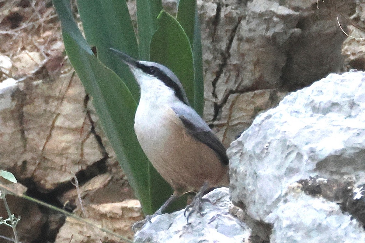 Western Rock Nuthatch - ML645786864