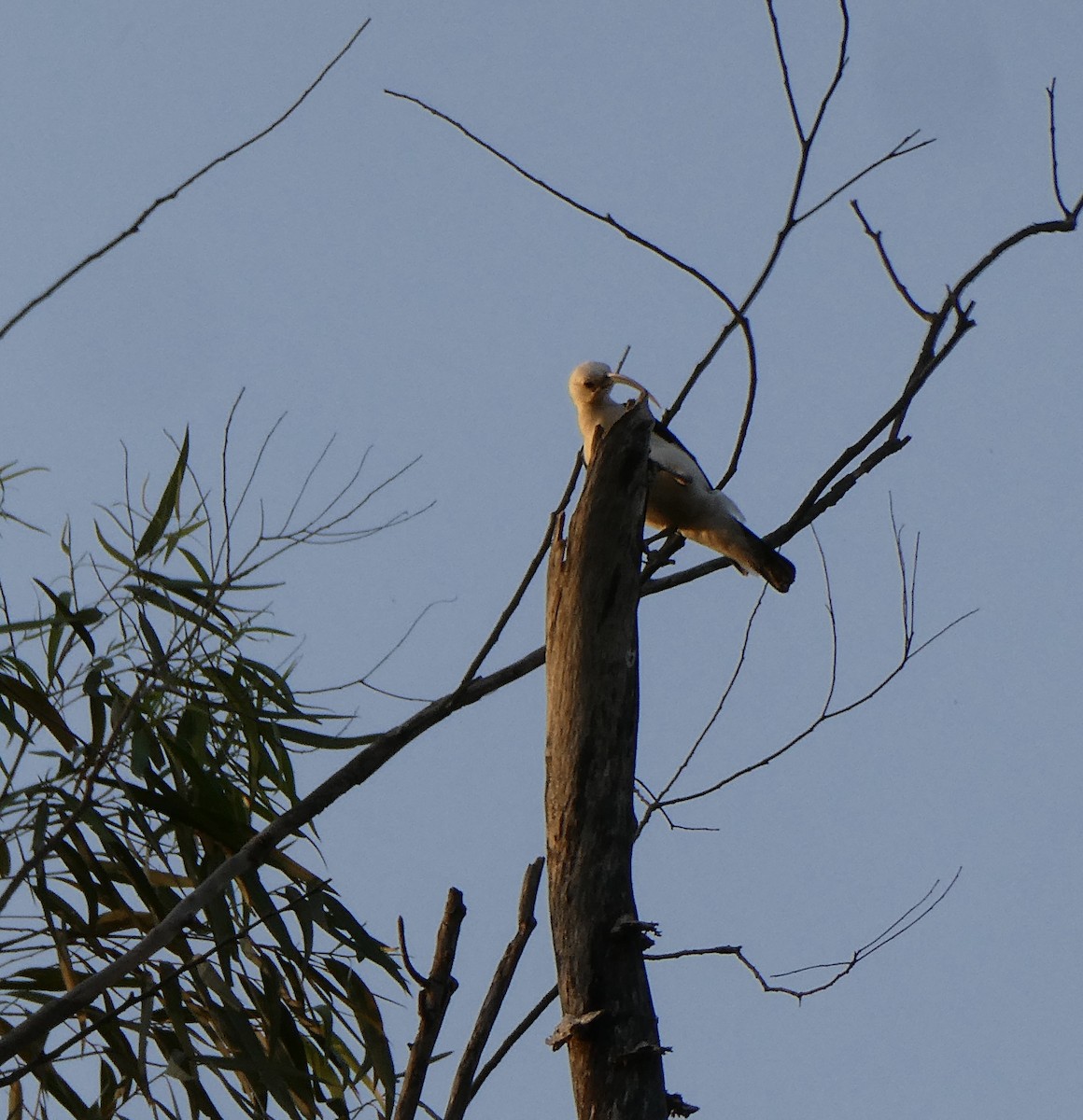 Sickle-billed Vanga - ML645786868