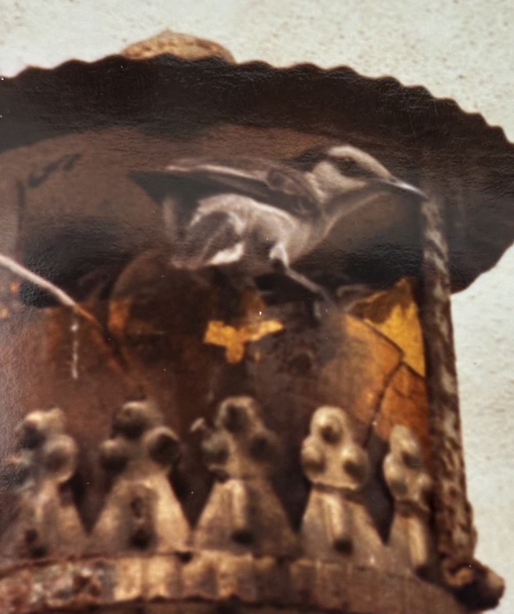 Tropical Mockingbird - ML645786870