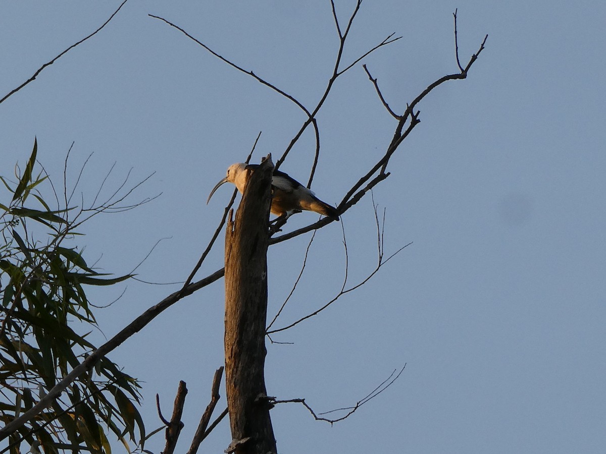 Sickle-billed Vanga - ML645786873