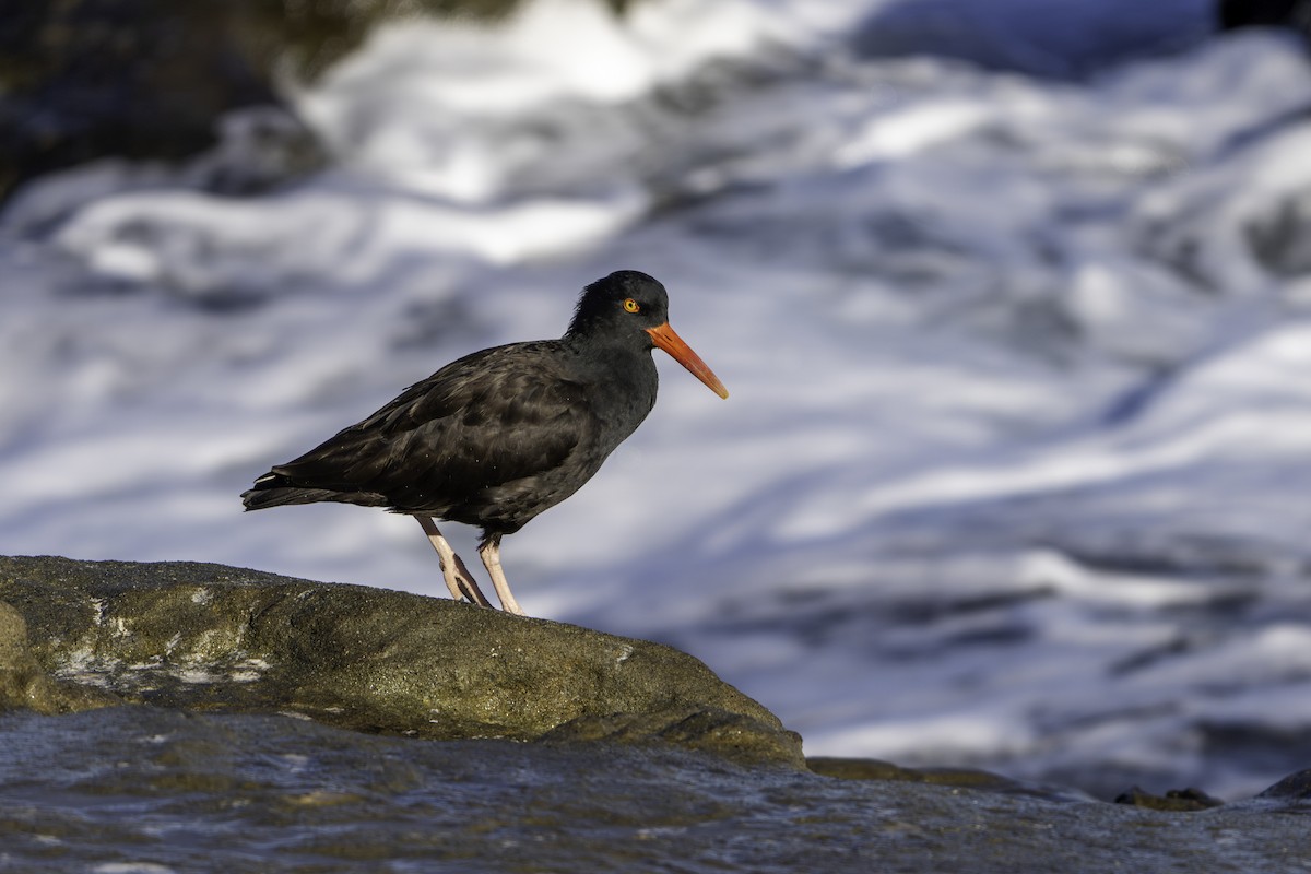 Black Oystercatcher - ML645786874