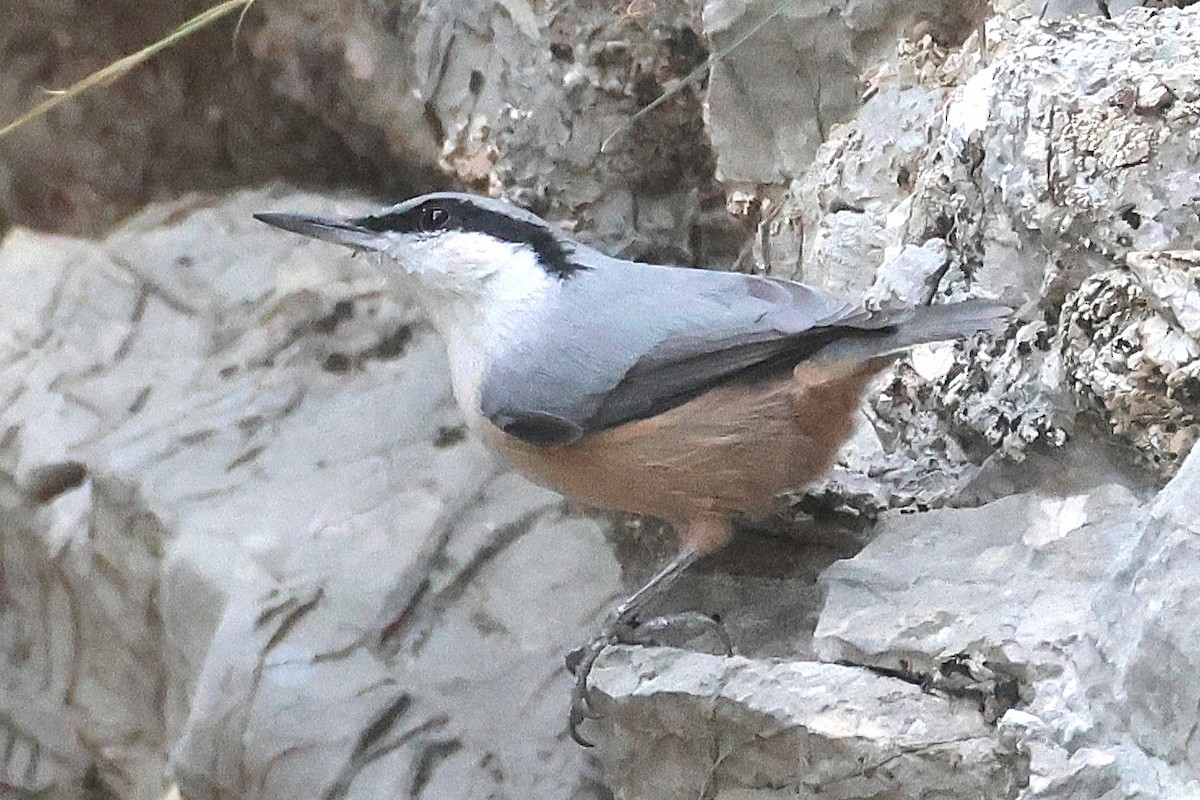 Western Rock Nuthatch - ML645786875