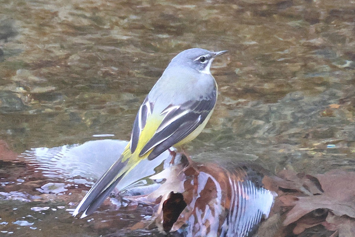 Gray Wagtail - ML645786892