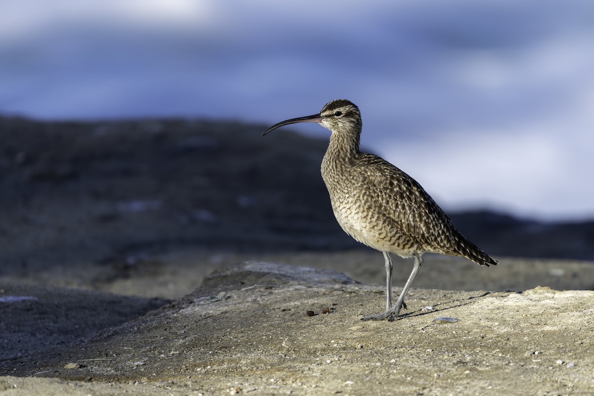 Hudsonian Whimbrel - ML645786904