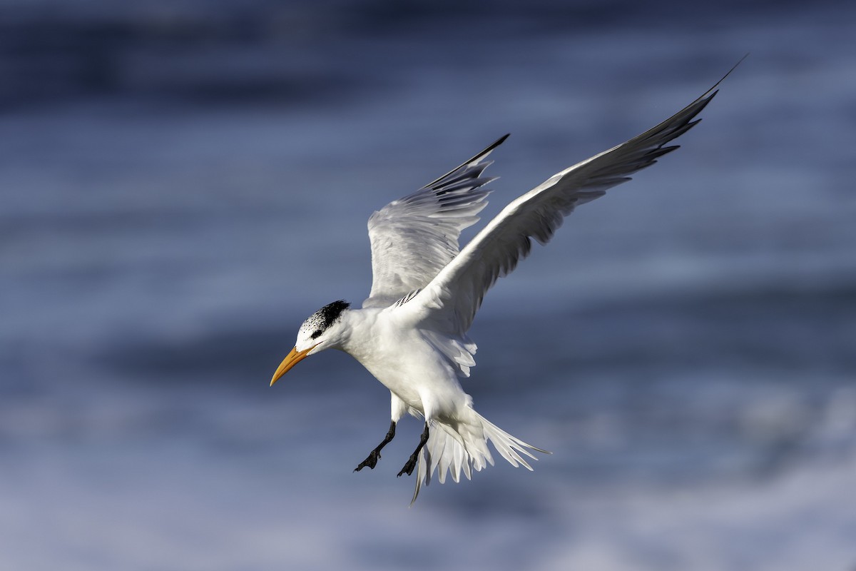 Royal Tern - ML645786933