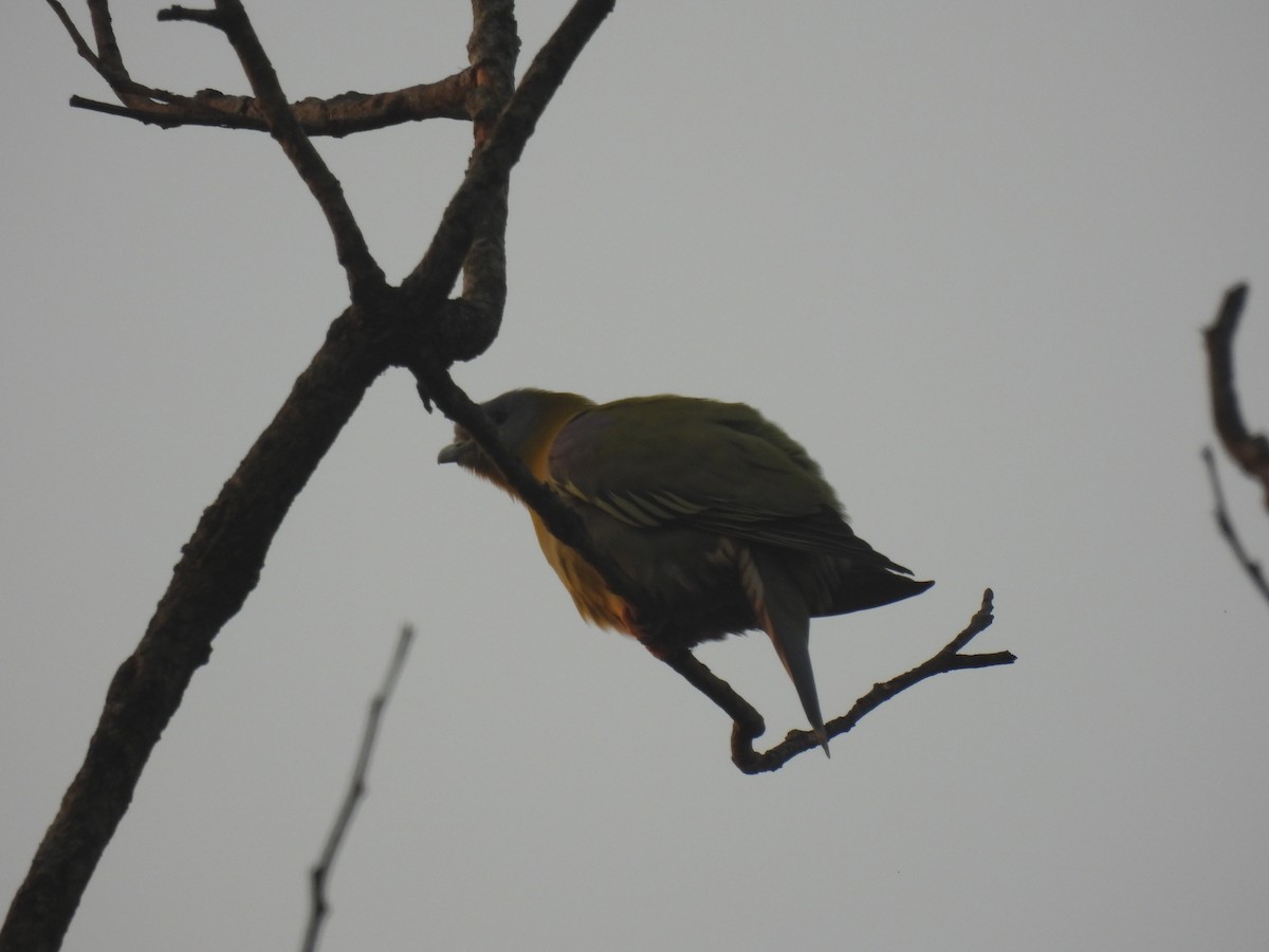 Vinago Patigualdo - ML645786954