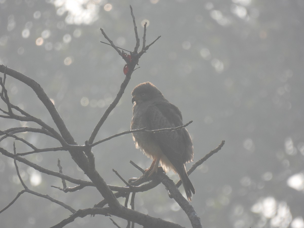 נץ בלתי-מזוהה - ML645786968