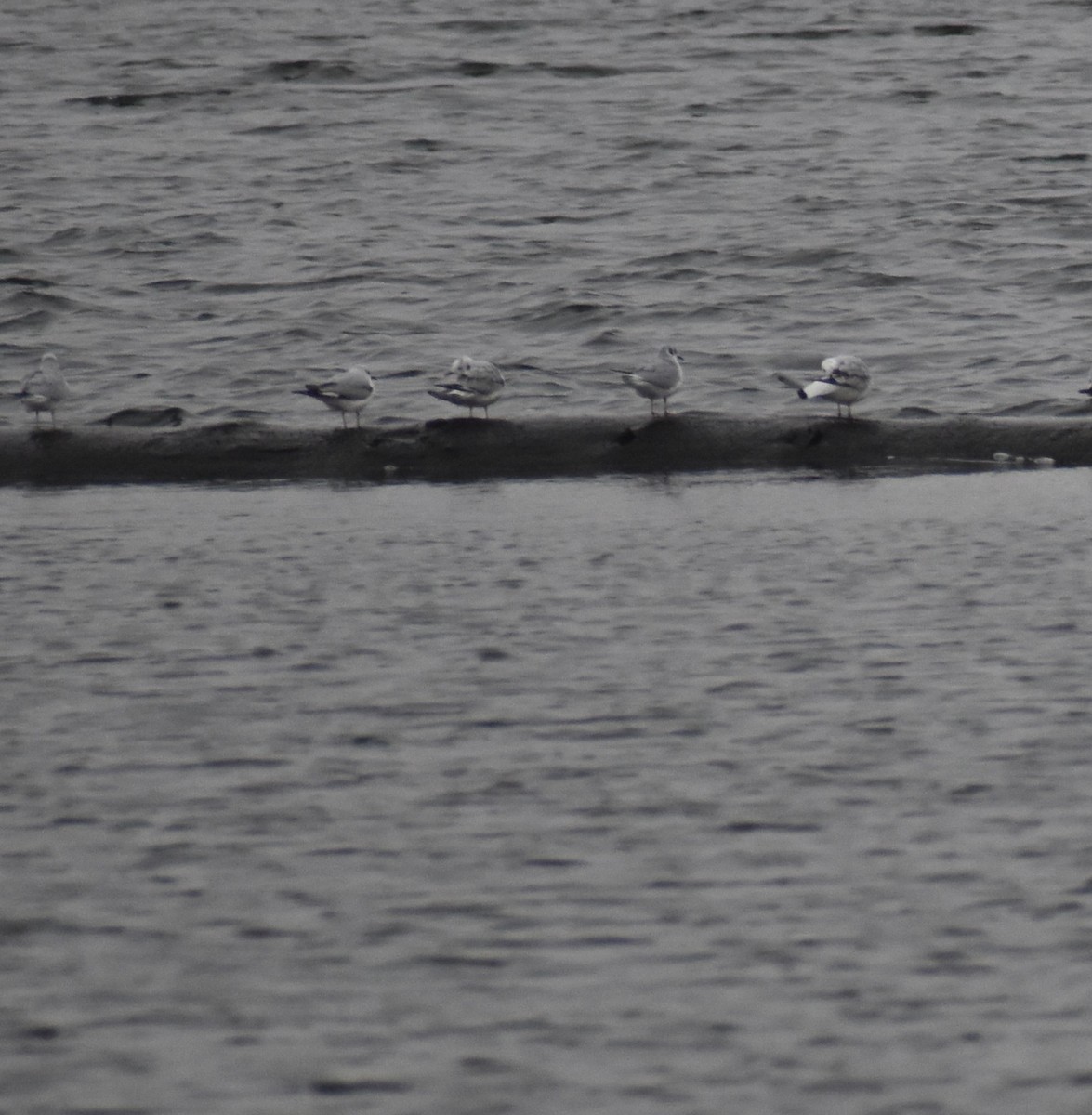 Bonaparte's Gull - ML645786973