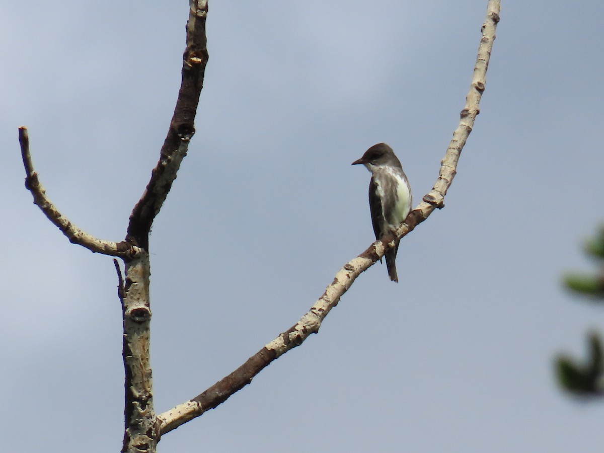 Olive-sided Flycatcher - ML645786974