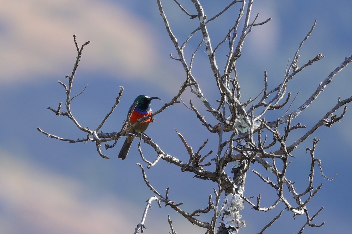 Greater Double-collared Sunbird - ML645786975