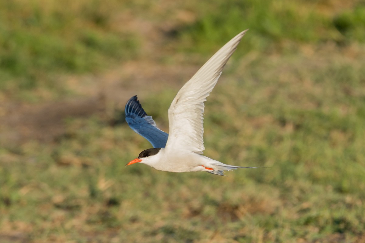 Common Tern - ML645786988