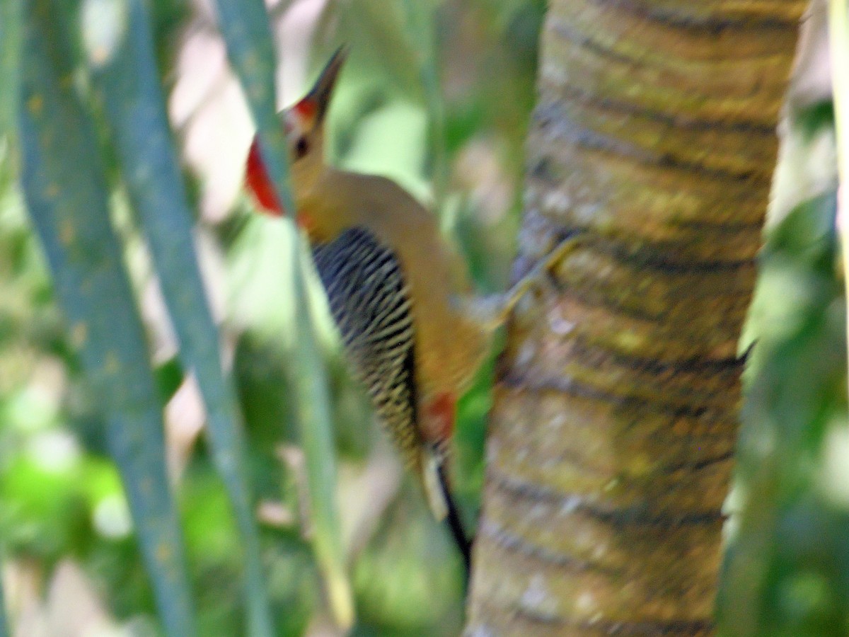 Golden-fronted Woodpecker - ML645786993