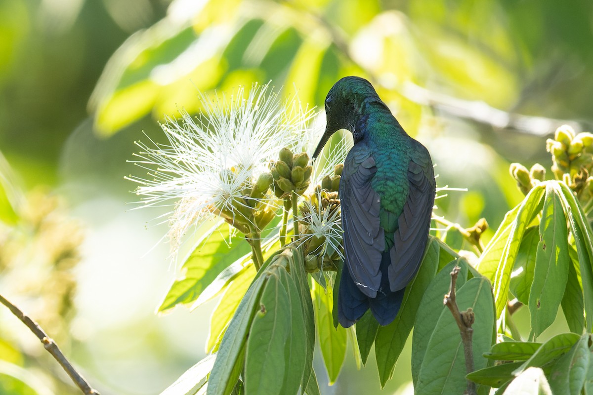 Fork-tailed Woodnymph - ML645786998