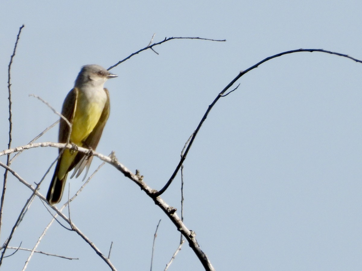 Western Kingbird - ML645787000