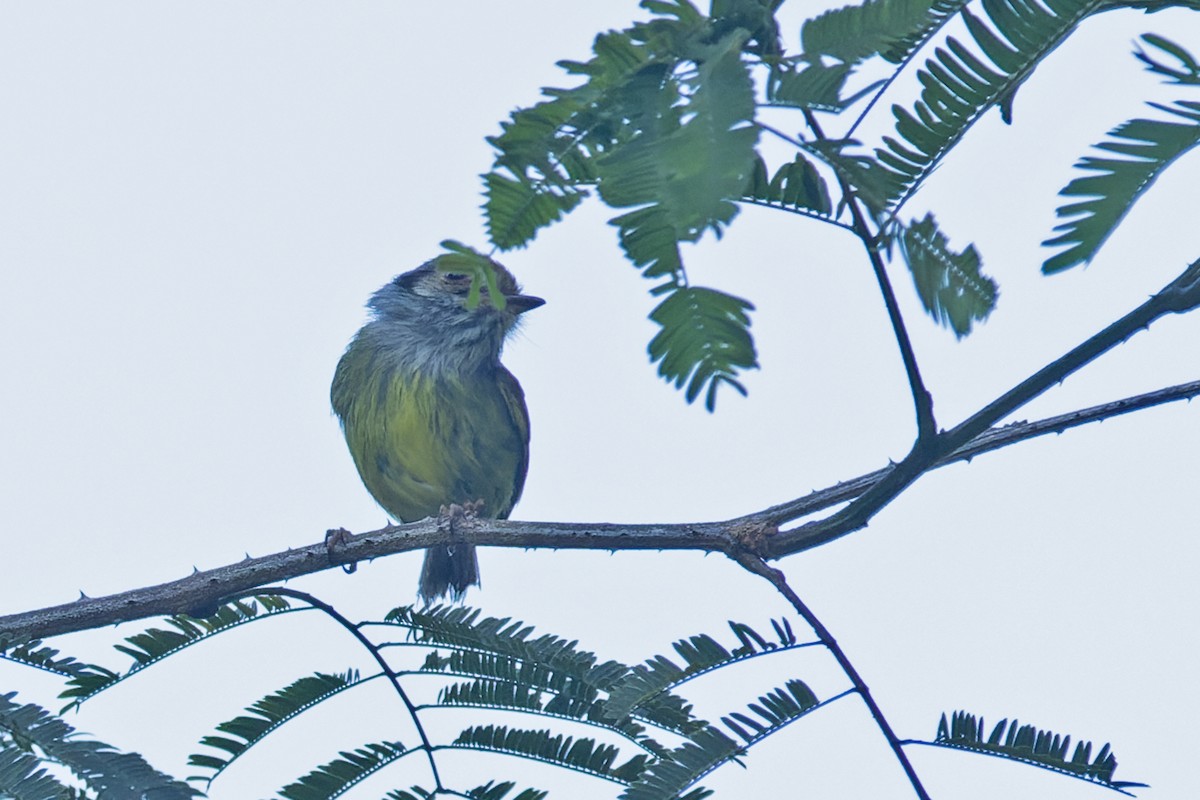 Eared Pygmy-Tyrant - ML645787011