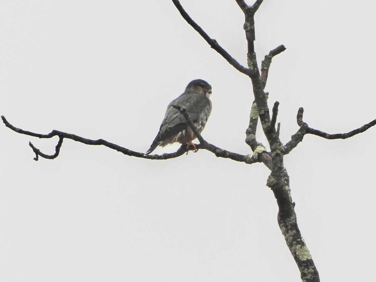 dřemlík tundrový - ML645787012