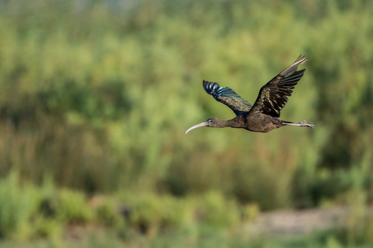 ibis hnědý - ML645787014