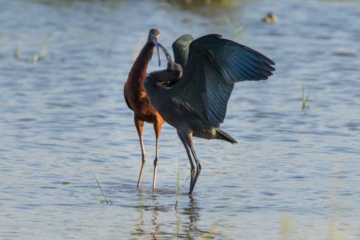 ibis hnědý - ML645787015