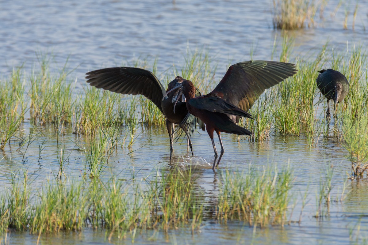 ibis hnědý - ML645787016