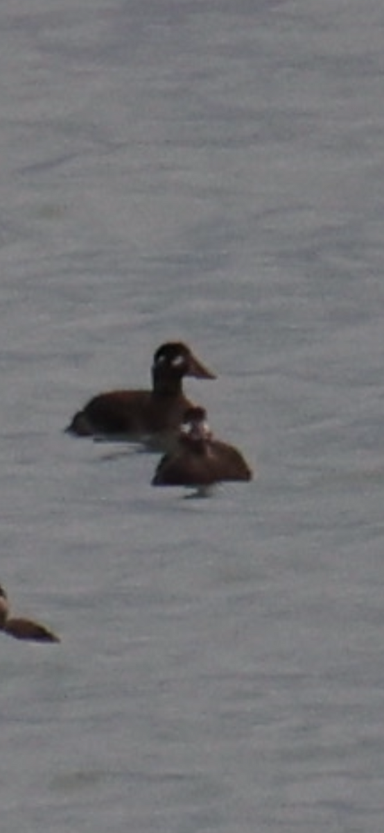 Surf Scoter - ML645787017