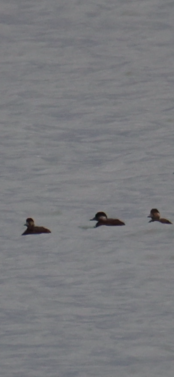 Black Scoter - ML645787021