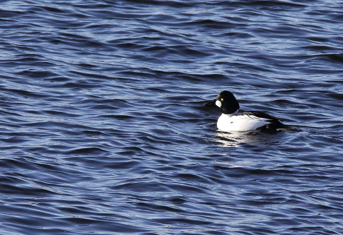 Common Goldeneye - ML645787023