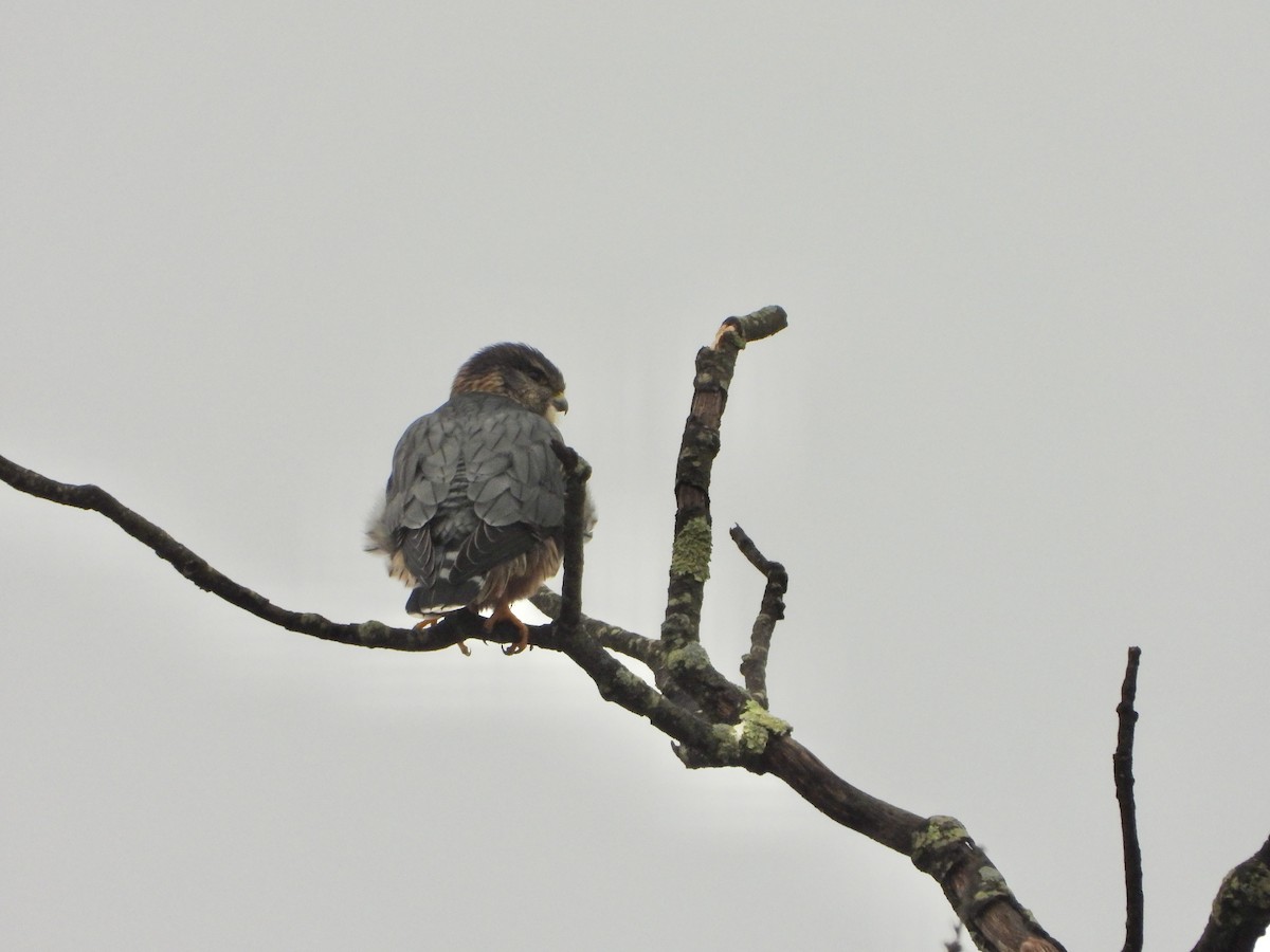 dřemlík tundrový - ML645787026